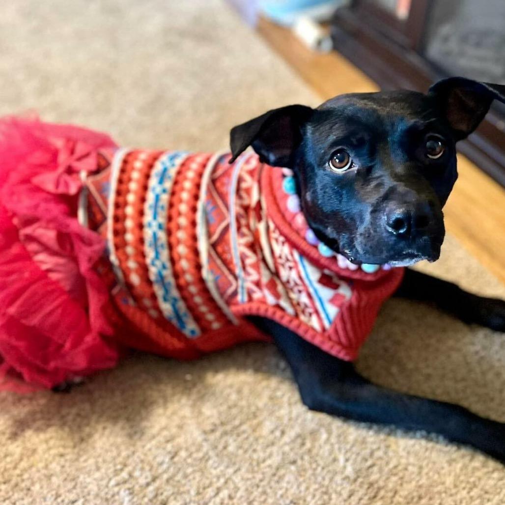 Enlarge Eve, a Adoptable Pit Bull Terrier in Wichita, KS image 3/5