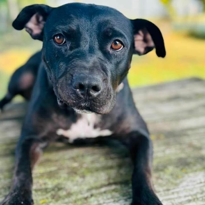 Enlarge Eve, a Adoptable Pit Bull Terrier in Wichita, KS image 4/5
