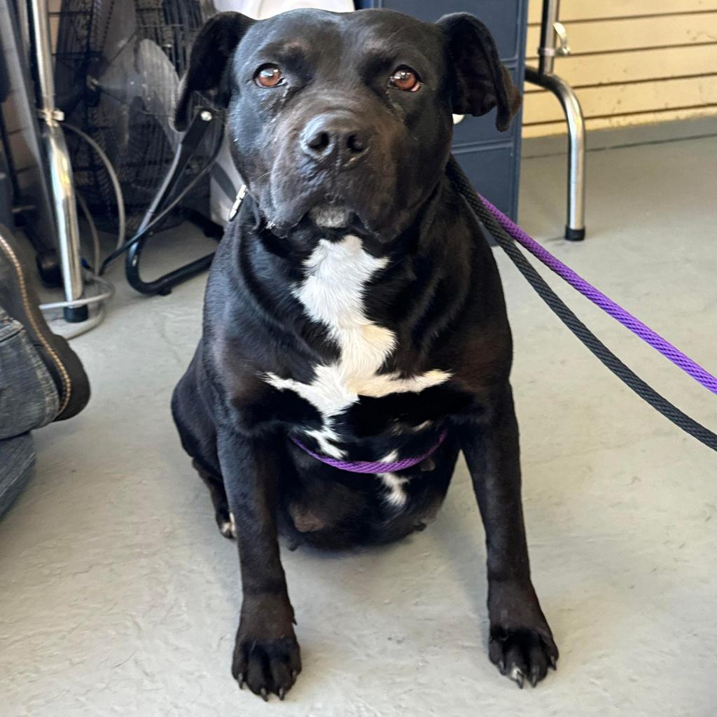 Enlarge Eve, a Adoptable Pit Bull Terrier in Wichita, KS image 5/5