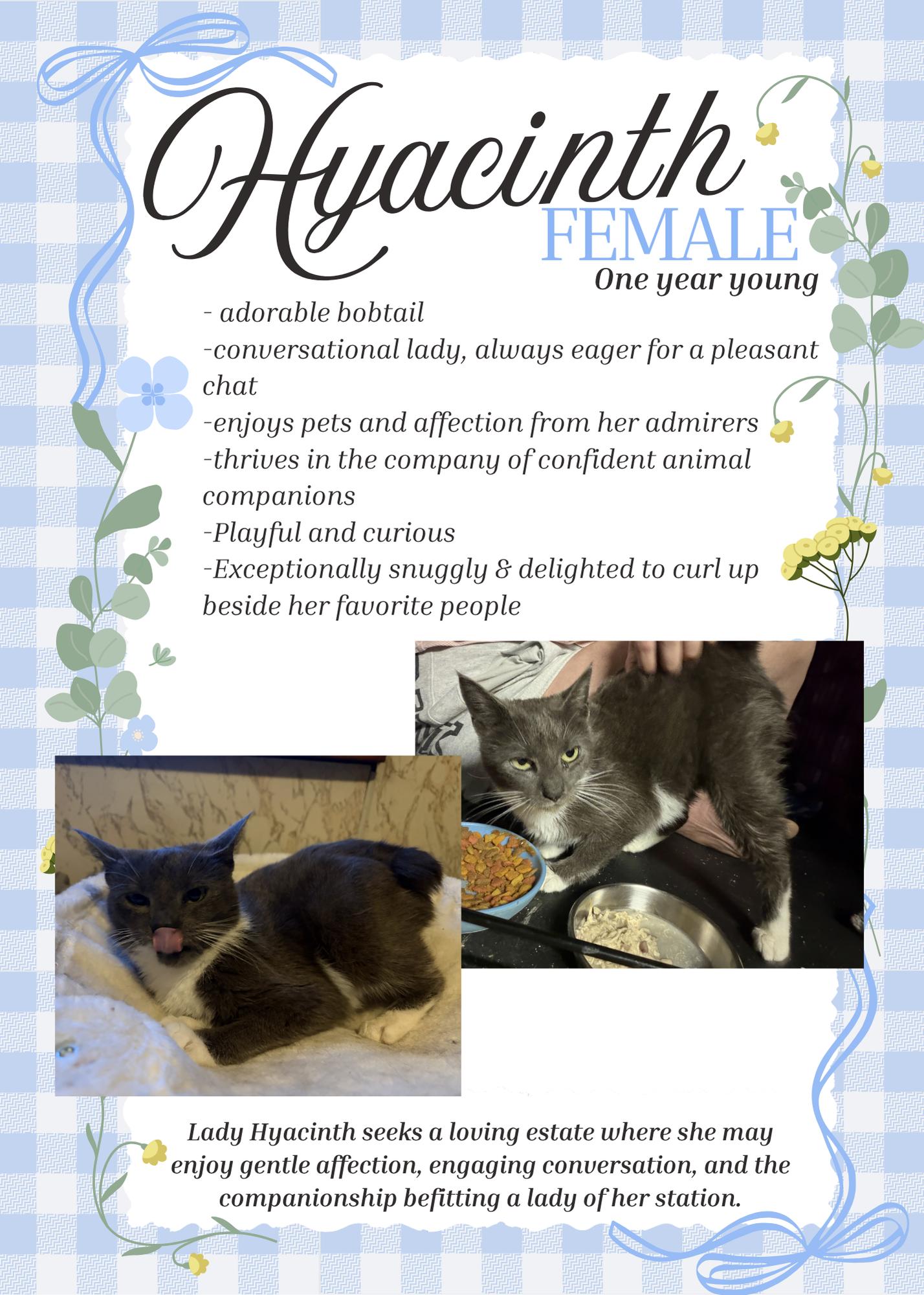 Enlarge Hyacinth, a ADOPTABLE Domestic Short Hair in Lewistown, PA image 1/1
