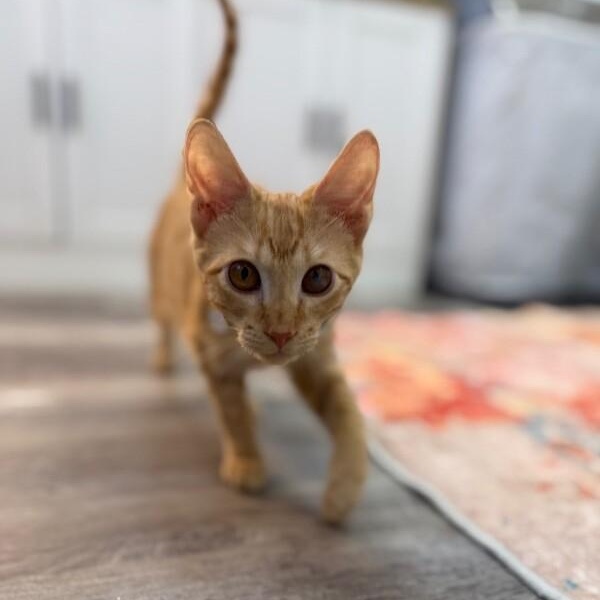 Willy Gato — thumbnail 5