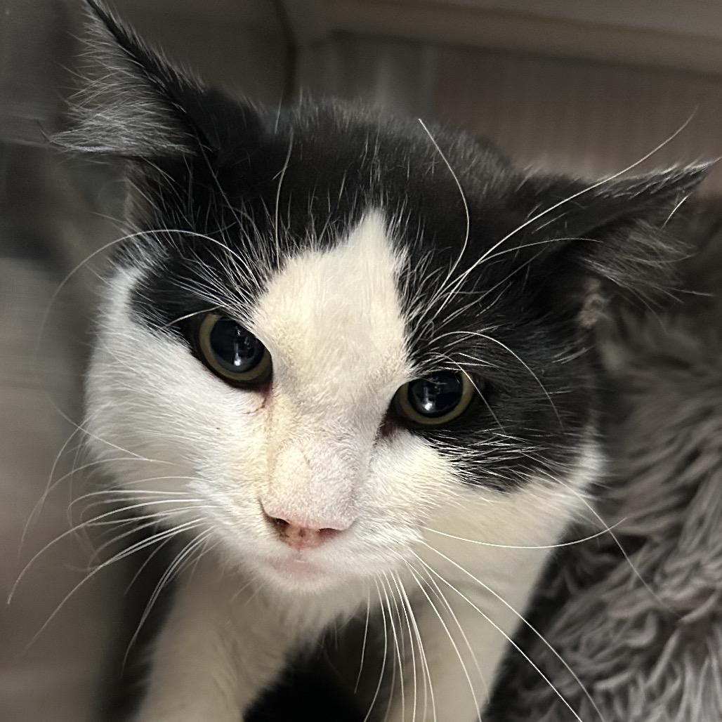 Claude, a Adoptable Domestic Medium Hair in Denver, CO image 1/4