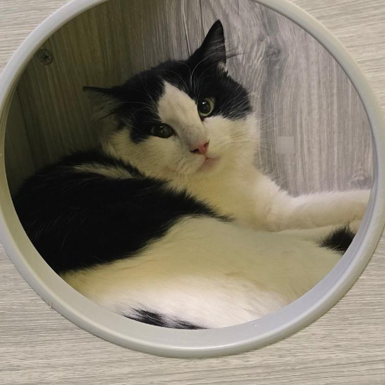 Claude, a Adoptable Domestic Medium Hair in Denver, CO image 1/4