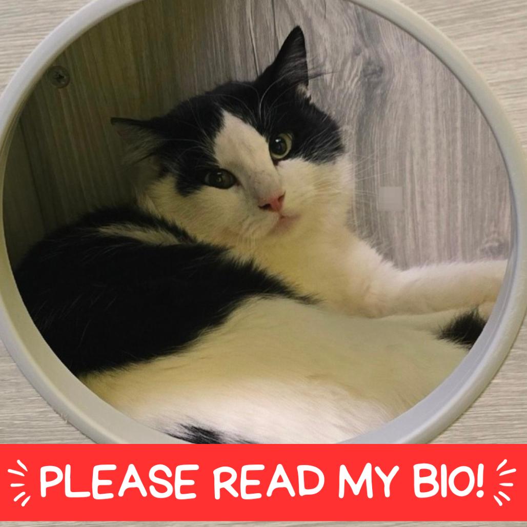 Claude, a Adoptable Domestic Medium Hair in Denver, CO image 2/4