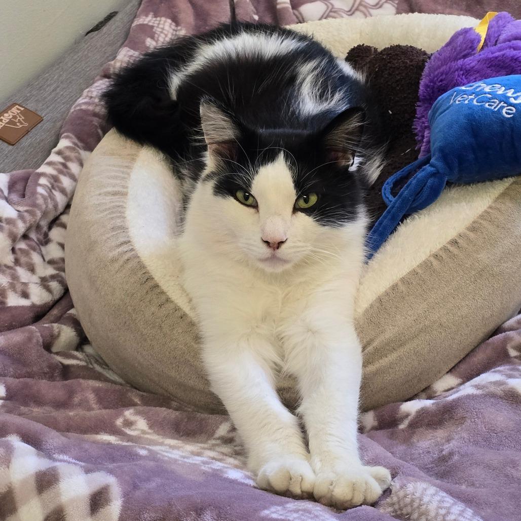 Enlarge Claude, a Adoptable Domestic Medium Hair in Denver, CO image 3/6