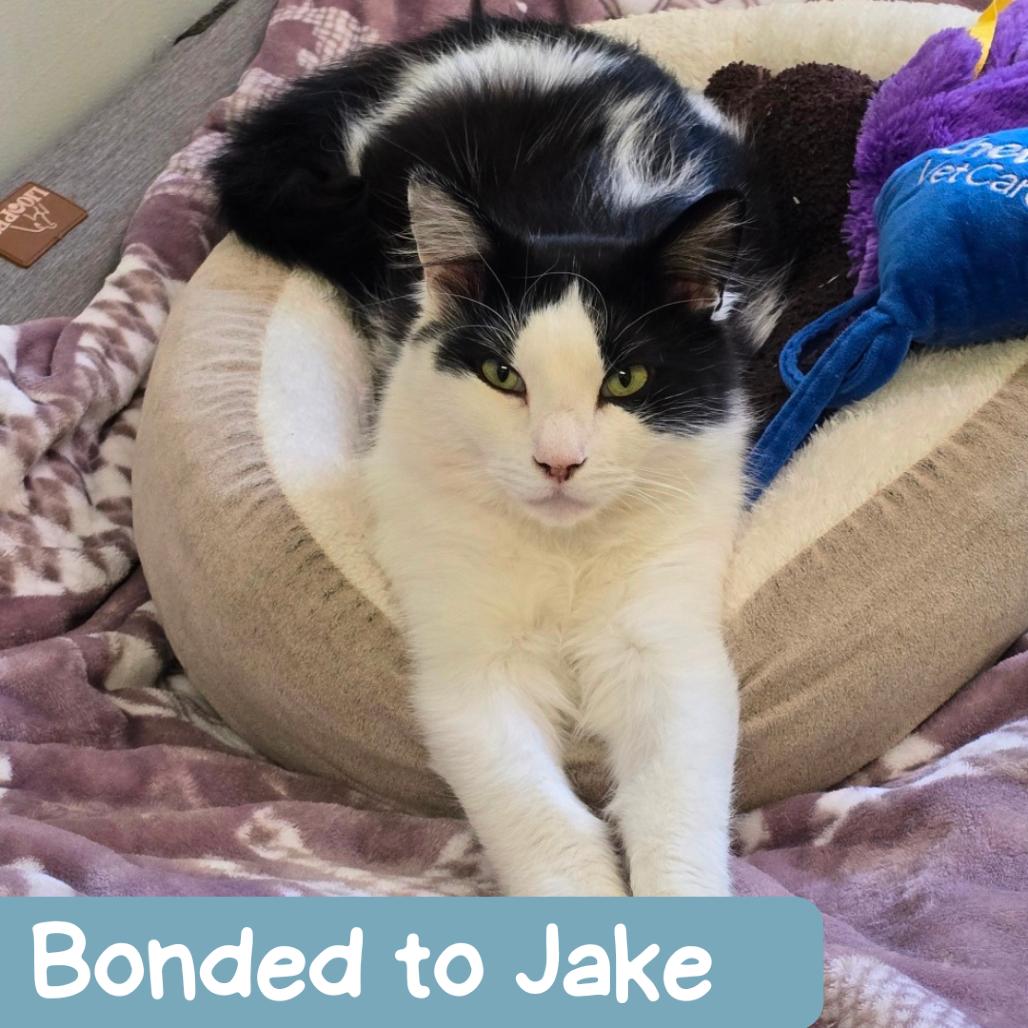 Claude, a Adoptable Domestic Medium Hair in Denver, CO image 3/6