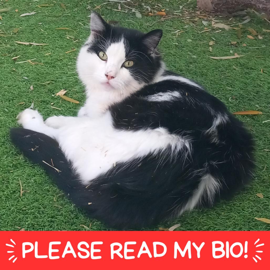 Claude, a Adoptable Domestic Medium Hair in Denver, CO image 3/4