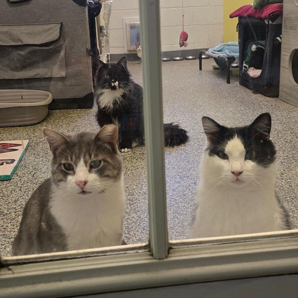 Enlarge Claude, a Adoptable Domestic Medium Hair in Denver, CO image 5/5