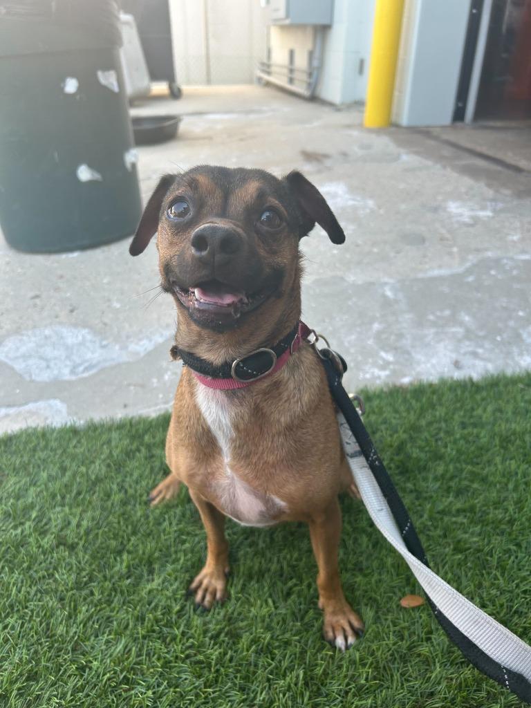 Moose, Adoptable, Adult Male Dachshund & Chihuahua.