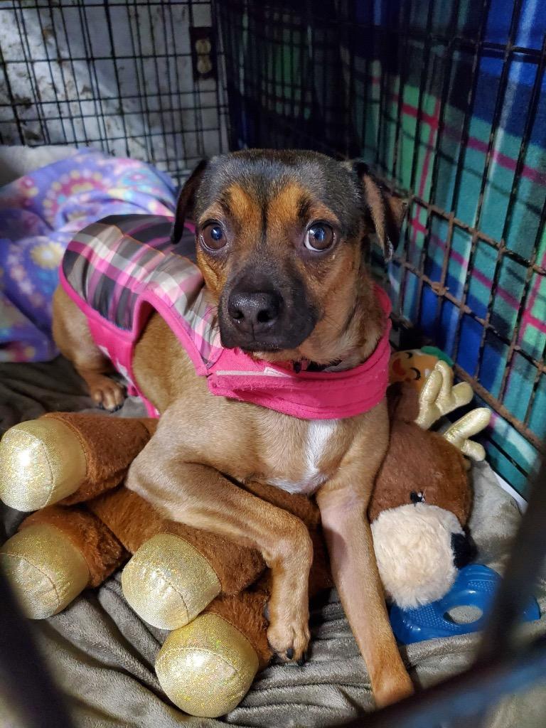 Moose, Adoptable, Adult Male Dachshund & Chihuahua.