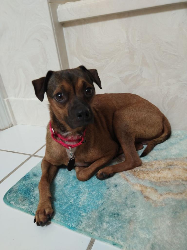 Moose (In Foster) photo 5