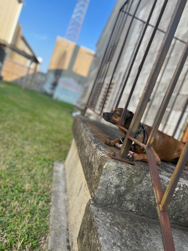 Moose, Adoptable, Adult Male Dachshund & Chihuahua.