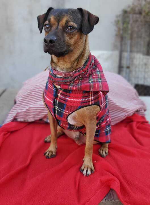 Moose (In Foster) photo 2