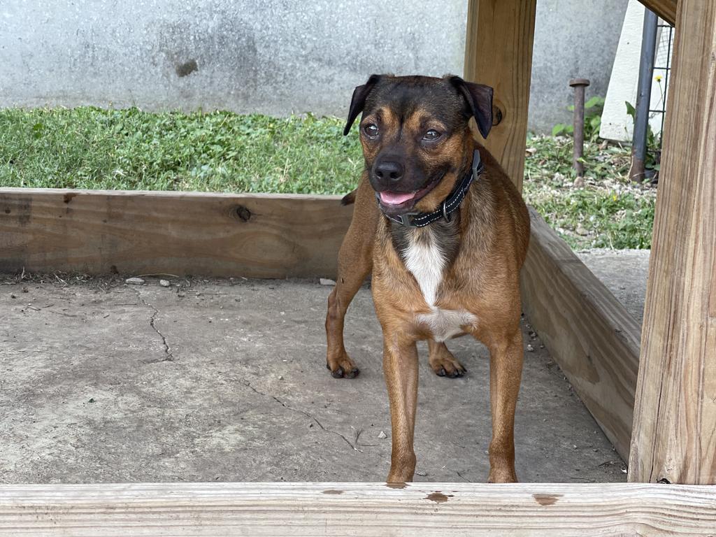 Moose (In Foster) photo 9