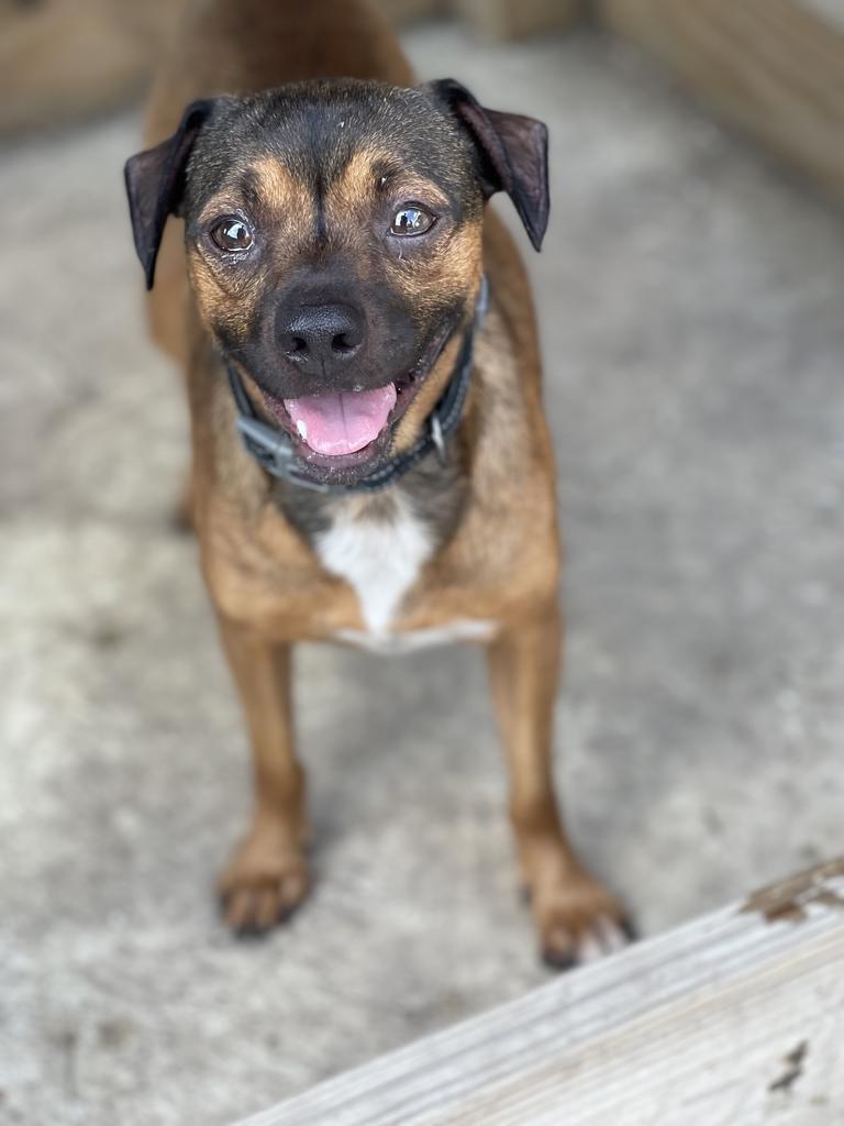 Moose, a Adoptable mixed breed in New Orleans, LA image 4/6