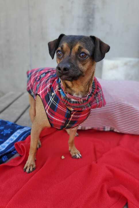 Moose (In Foster)