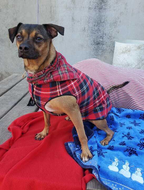 Moose (In Foster) photo 3
