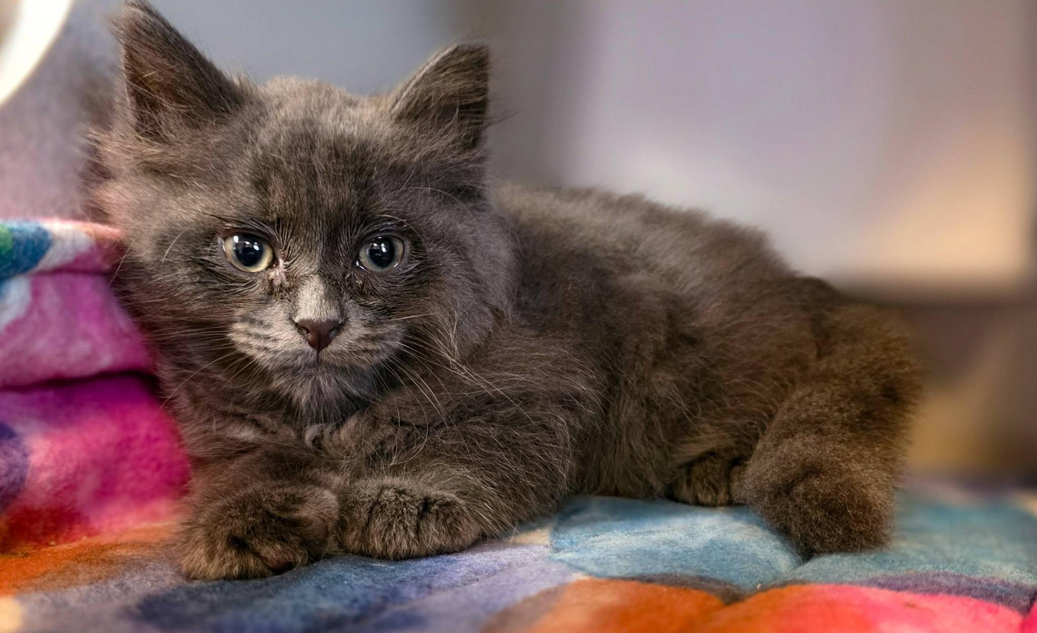 Nemo, a ADOPTABLE Domestic Long Hair in Sterling Heights, MI image 2/4