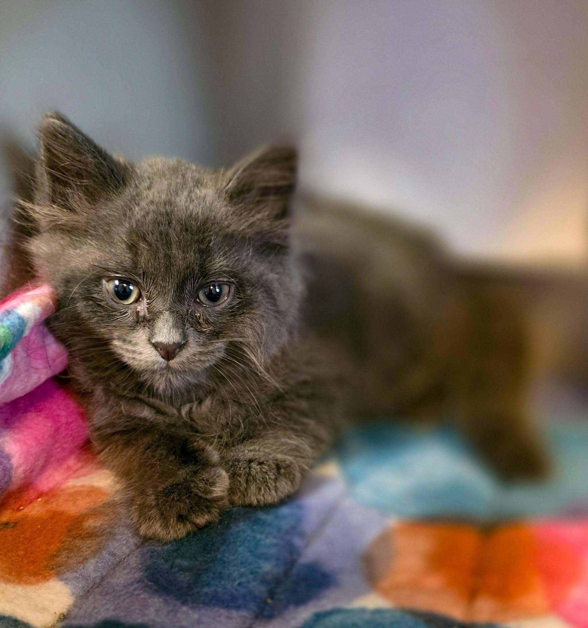 Nemo, a ADOPTABLE Domestic Long Hair in Sterling Heights, MI image 3/4