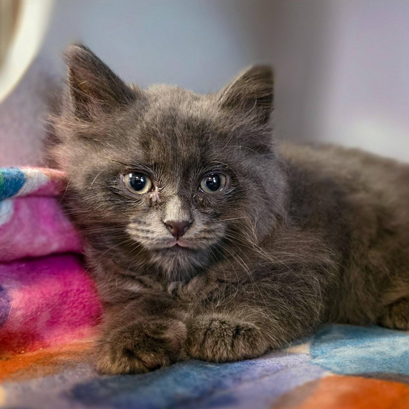 Nemo, ADOPTABLE, Kitten Male Domestic Long Hair.