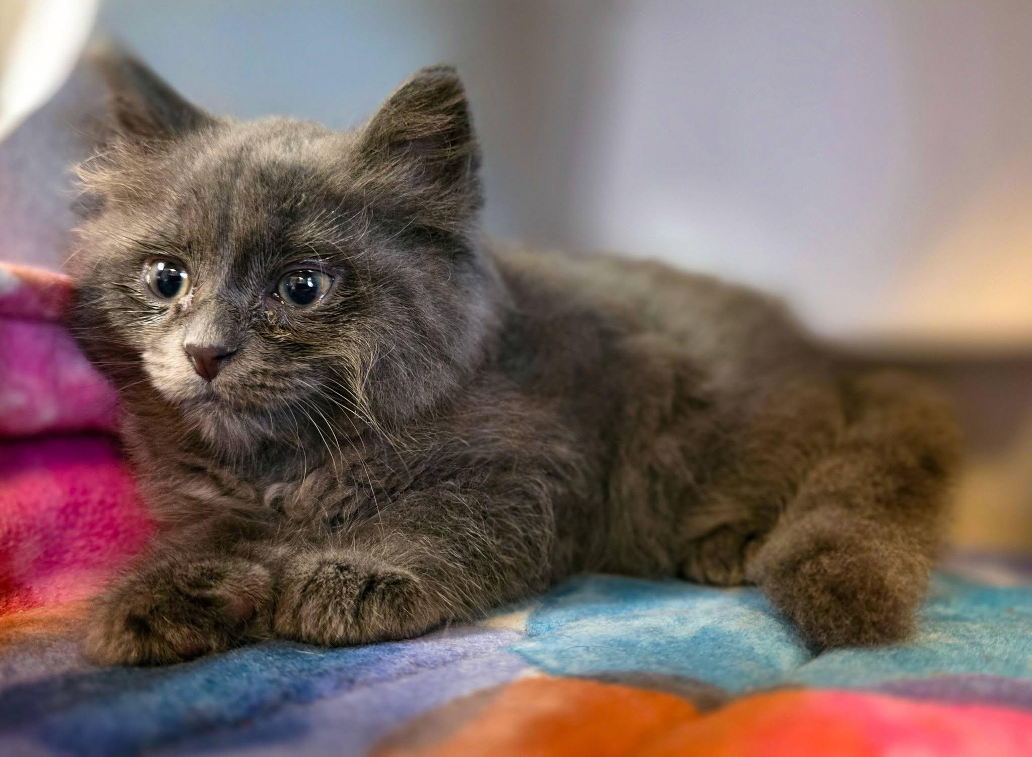 Nemo, a ADOPTABLE Domestic Long Hair in Sterling Heights, MI image 4/4