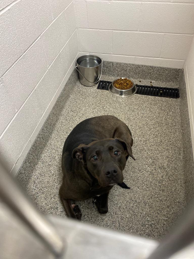 Enlarge Guava, a Adoptable Terrier in Van Wert, OH image 2/2