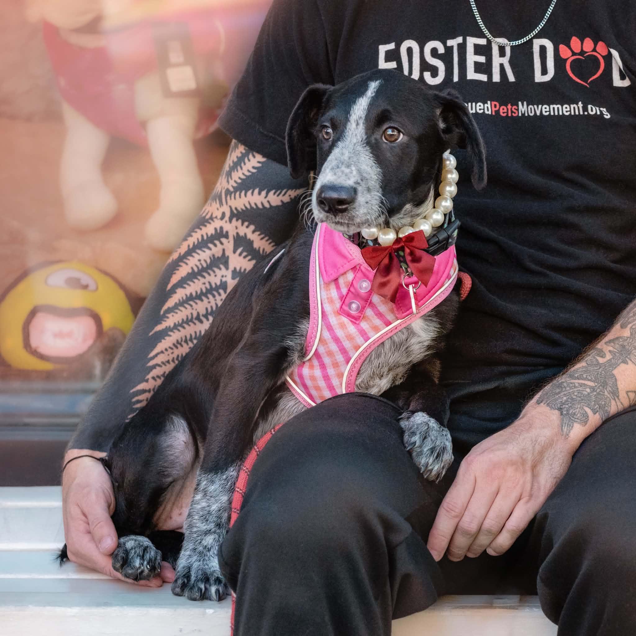 Enlarge Rainy, a Adopted mixed breed in Boulder, CO image 6/6