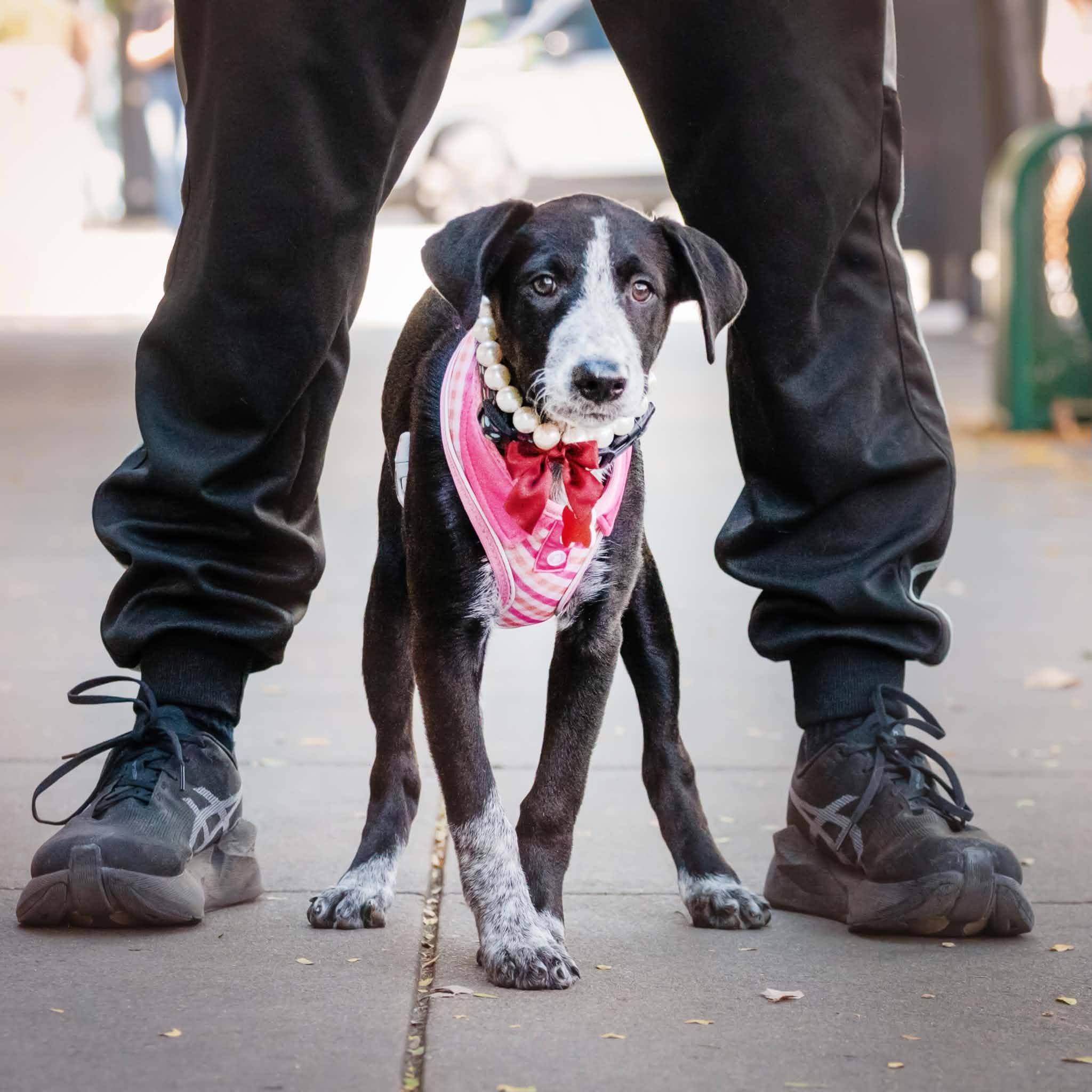 Enlarge Rainy, a Adopted mixed breed in Boulder, CO image 2/6