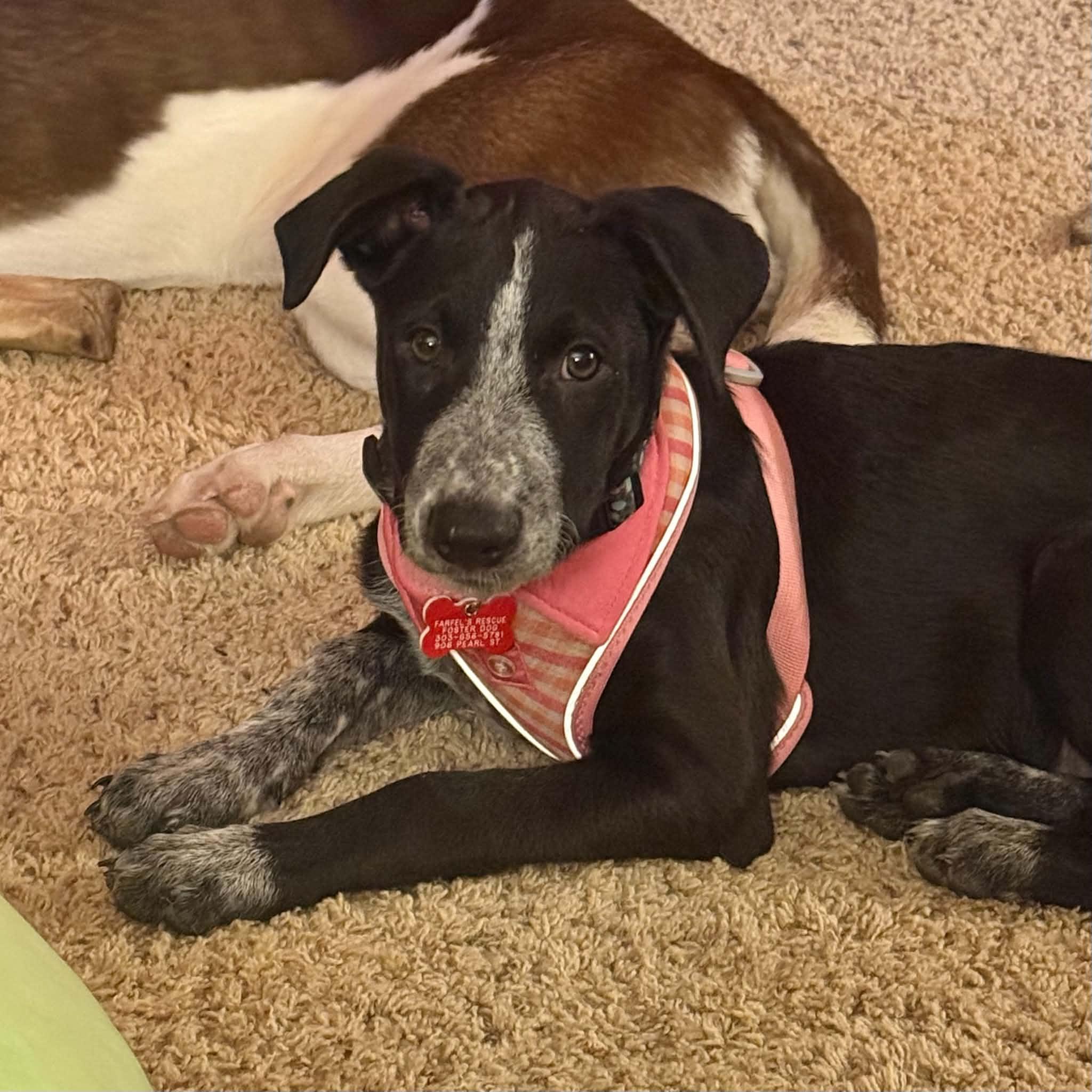 Enlarge Rainy, a Adopted mixed breed in Boulder, CO image 3/6
