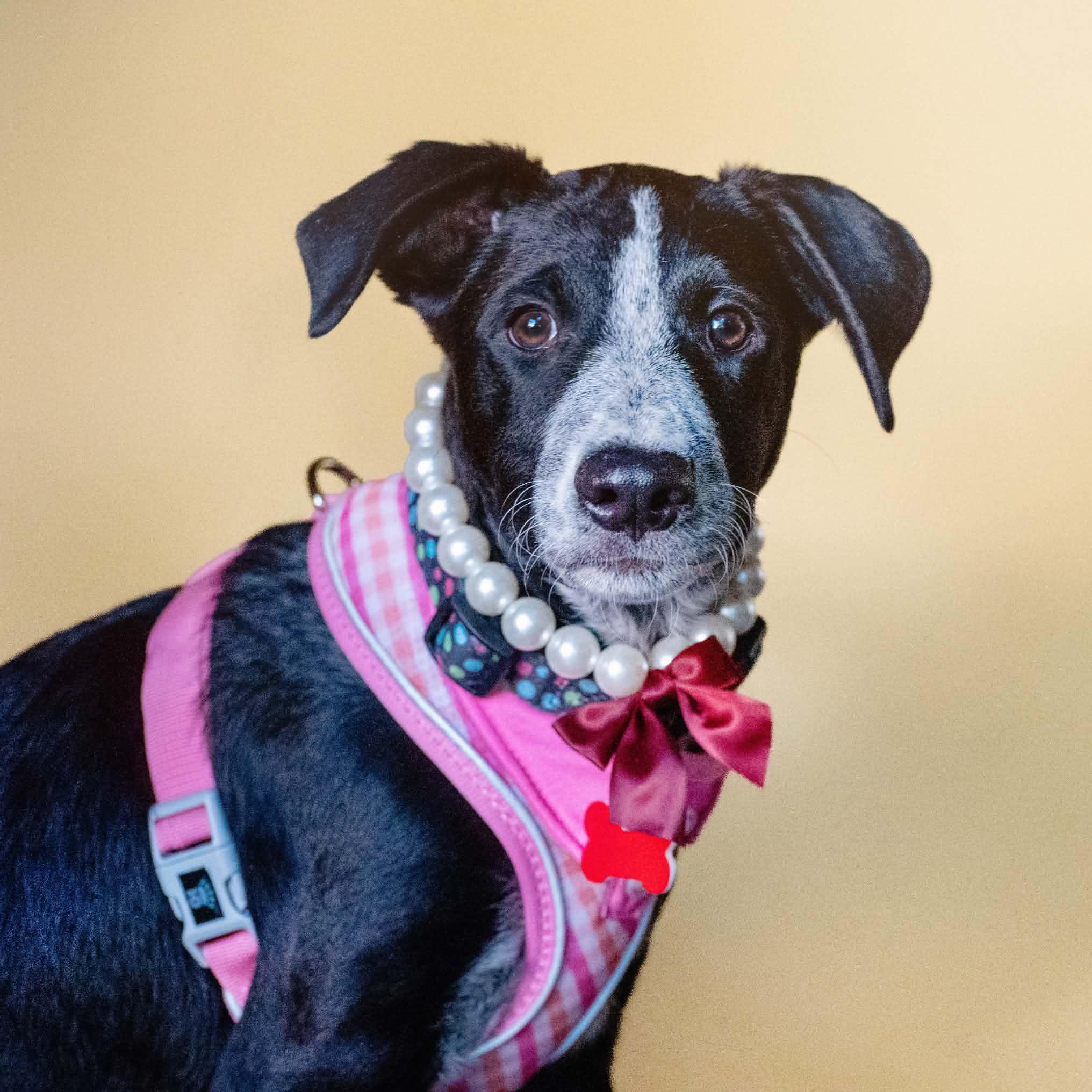 Rainy, Adoptable, Puppy Female Australian Cattle Dog / Blue Heeler.