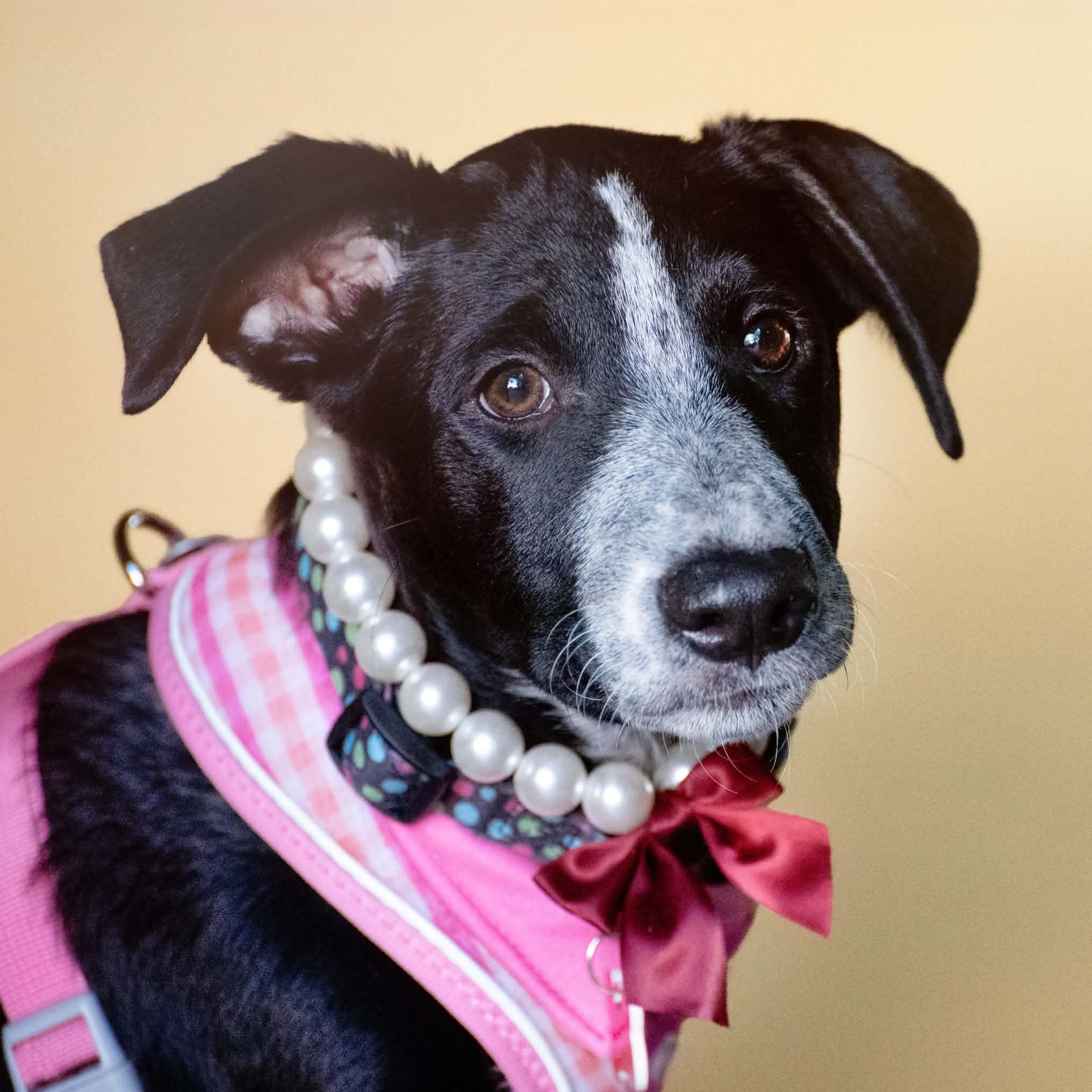 Enlarge Rainy, a Adopted mixed breed in Boulder, CO image 5/6