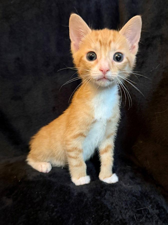 Daniel William, Adoptable, Kitten Male Domestic Short Hair.