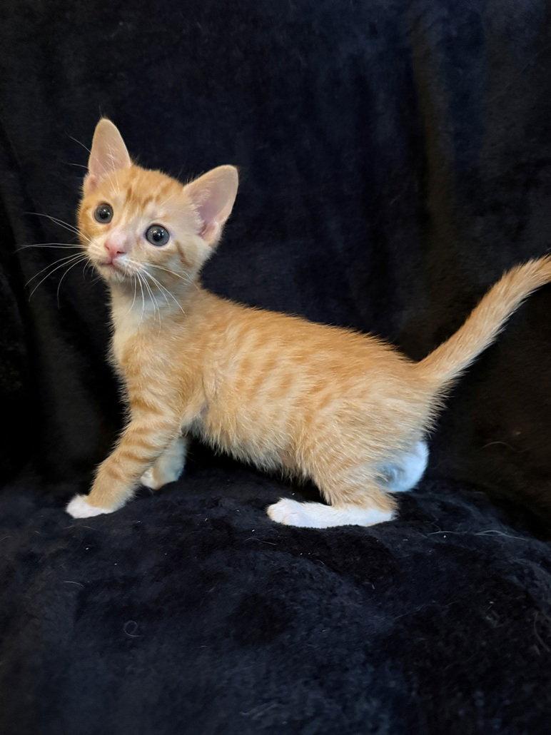 Daniel William, a Adoptable Domestic Short Hair in Nashville, TN image 2/3