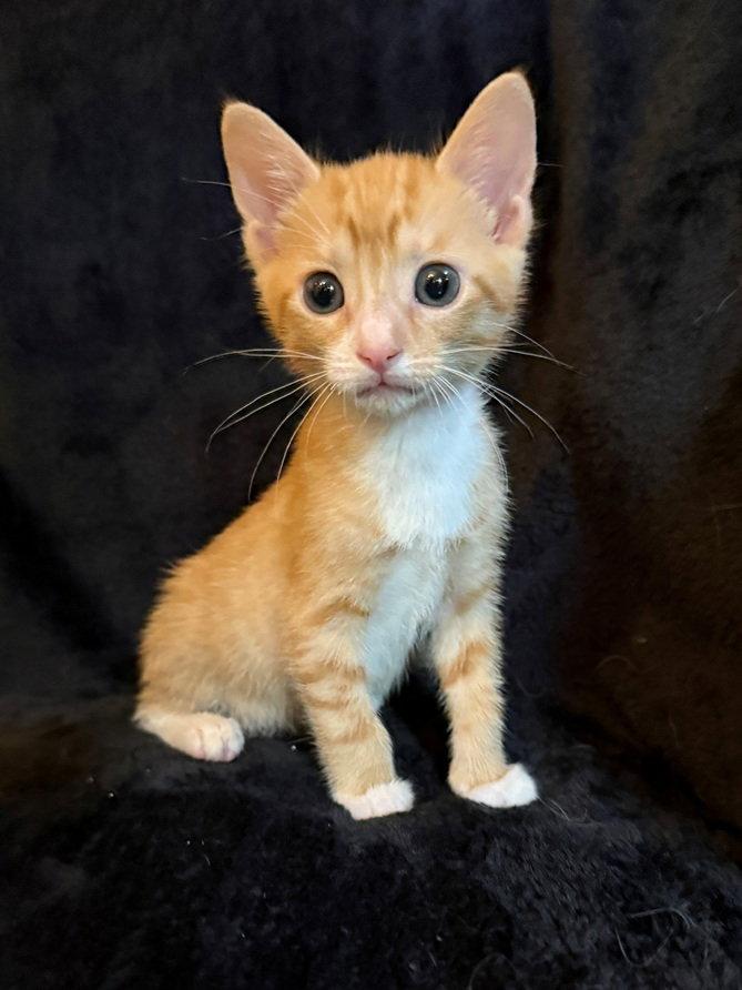 Daniel William, a Adoptable Domestic Short Hair in Nashville, TN image 3/3