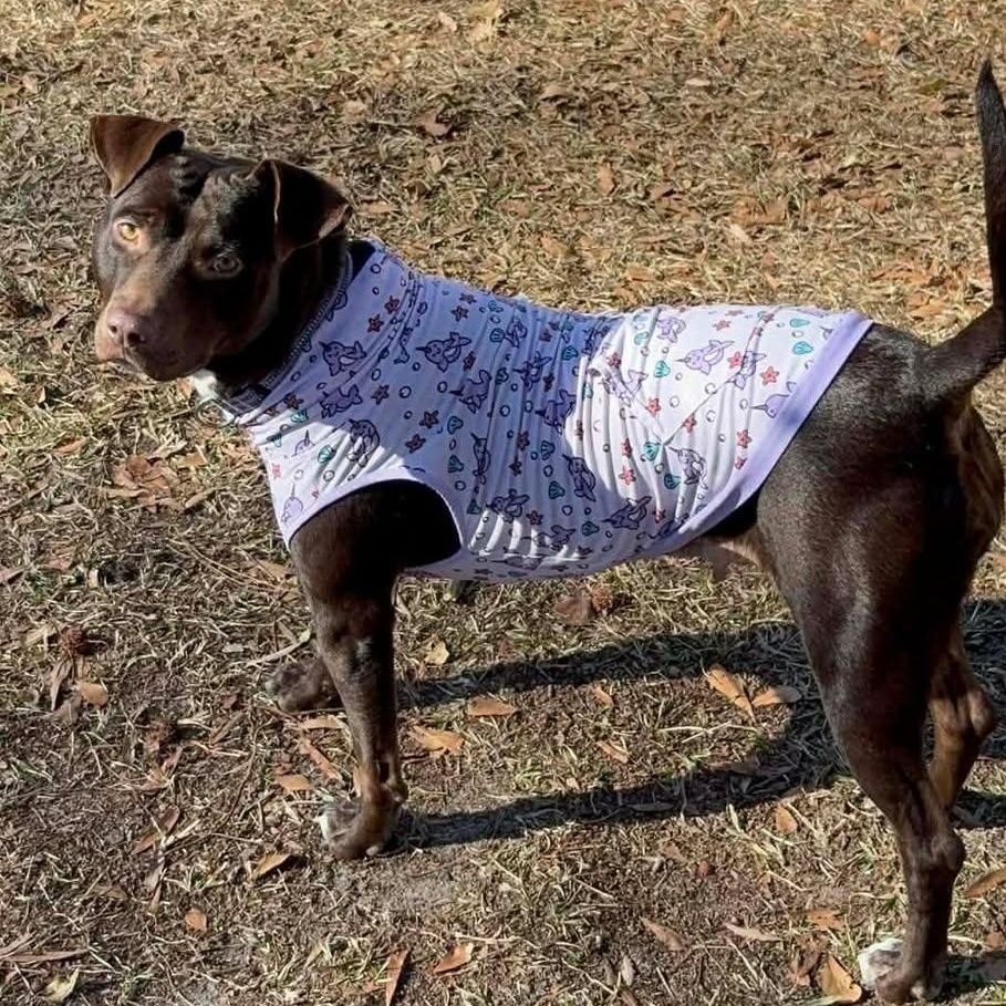 Brandy-fostered in North Carolina — thumbnail 3