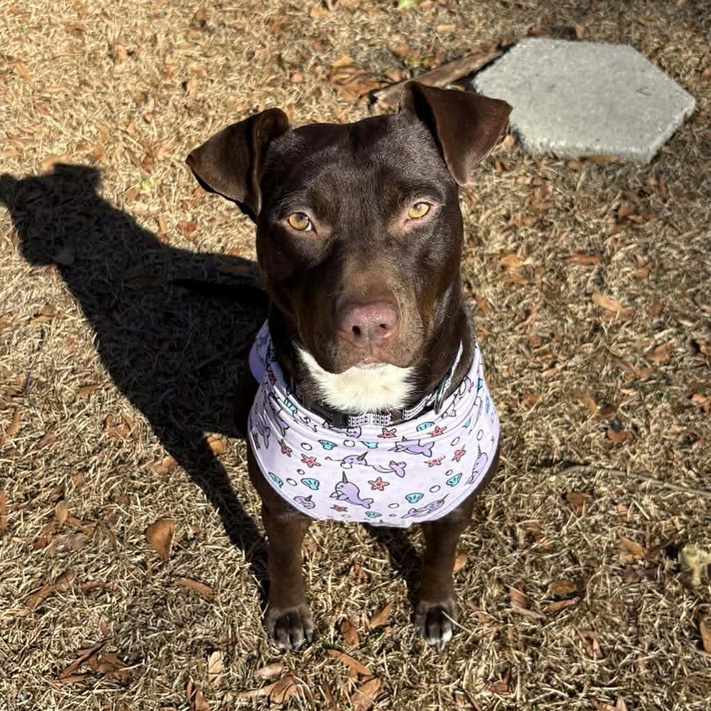 Brandy-fostered in North Carolina — thumbnail 4