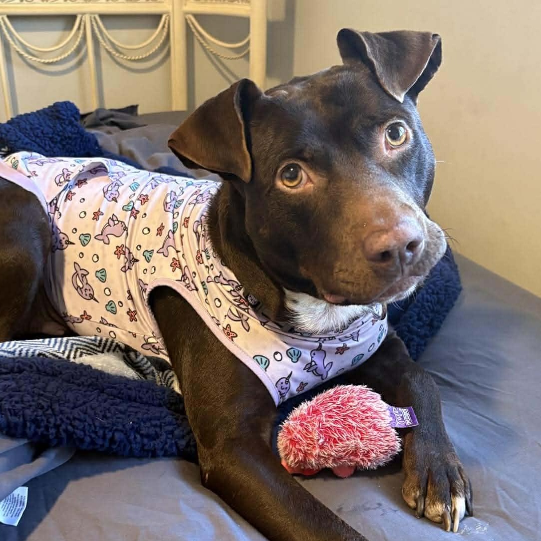 Brandy-fostered in North Carolina — thumbnail 5