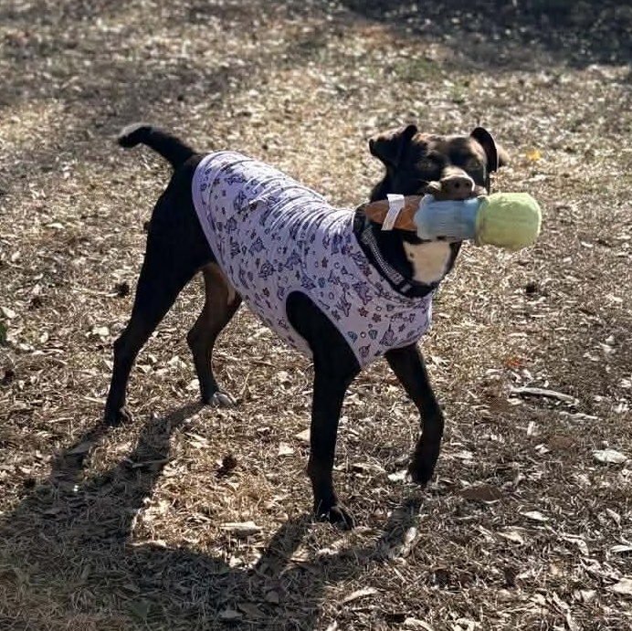 Brandy-fostered in North Carolina — thumbnail 6