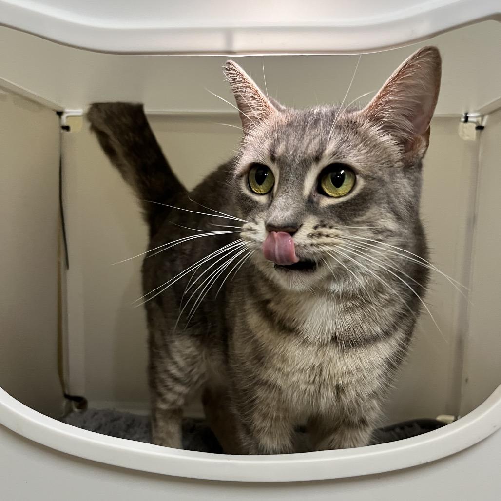 Enlarge Misty, a Adoptable Domestic Short Hair in Monroeville, AL image 1/3