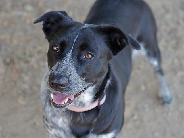 ROMA, Adoptable, Young Female Australian Cattle Dog / Blue Heeler.