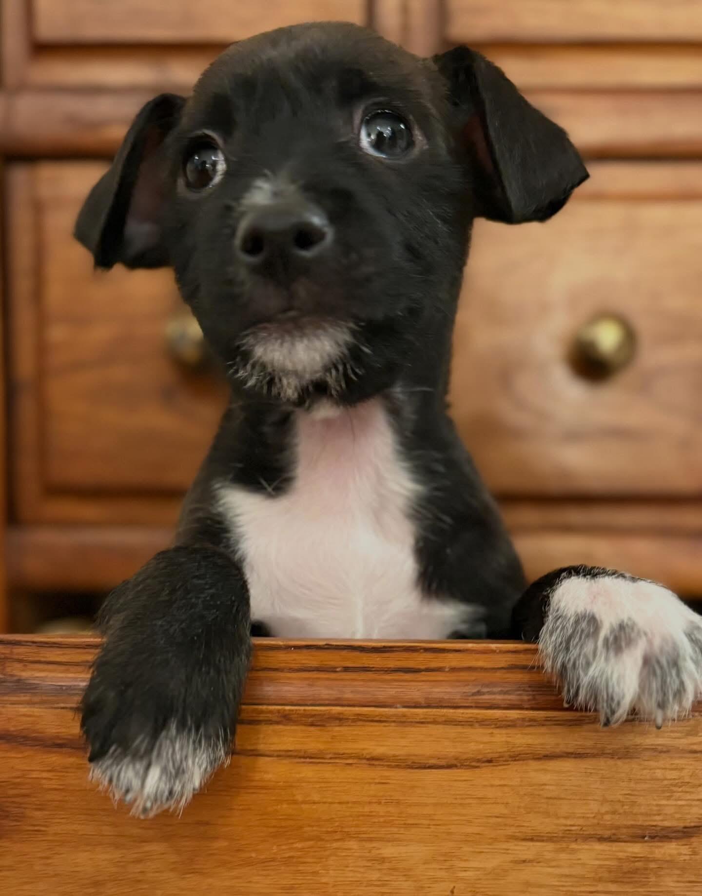 Zen, ADOPTABLE, Puppy Male Chihuahua.