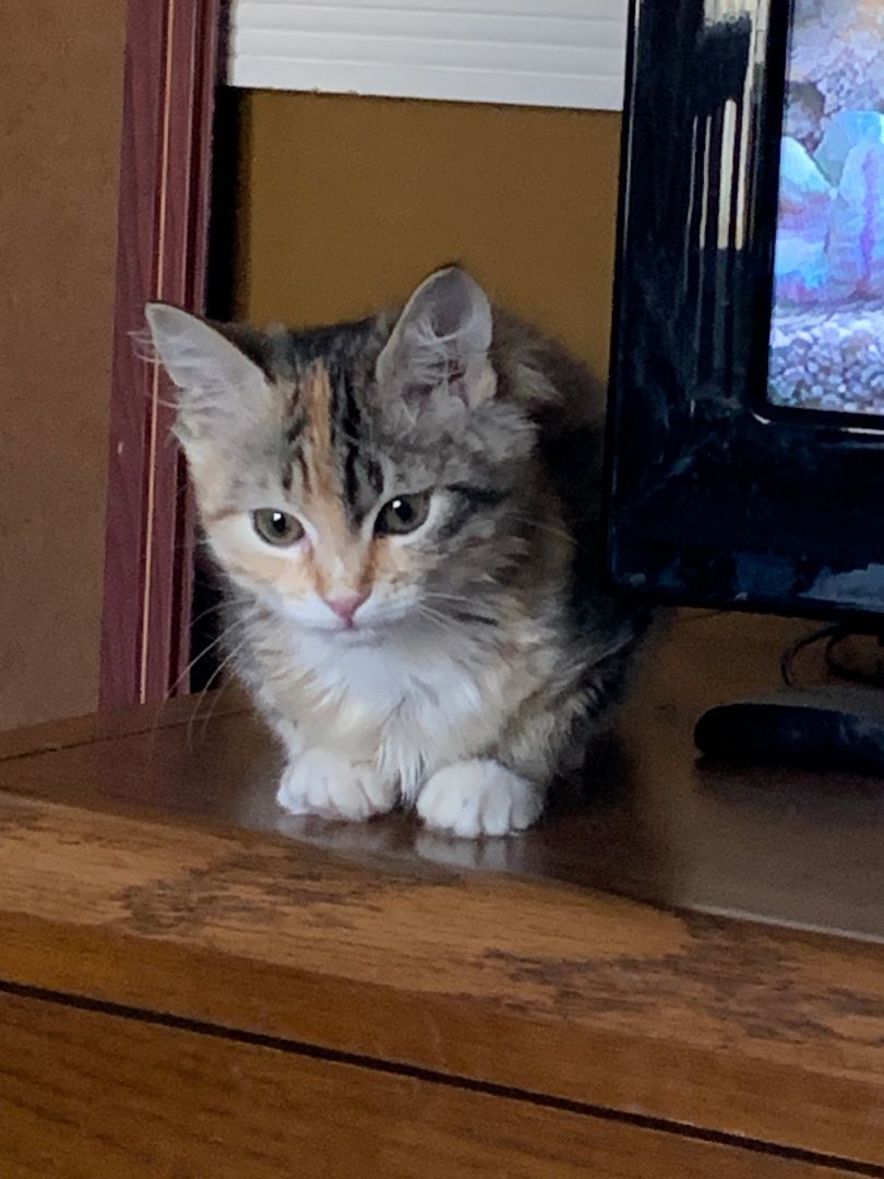 Kelly, Adopted, Kitten Female Domestic Short Hair.