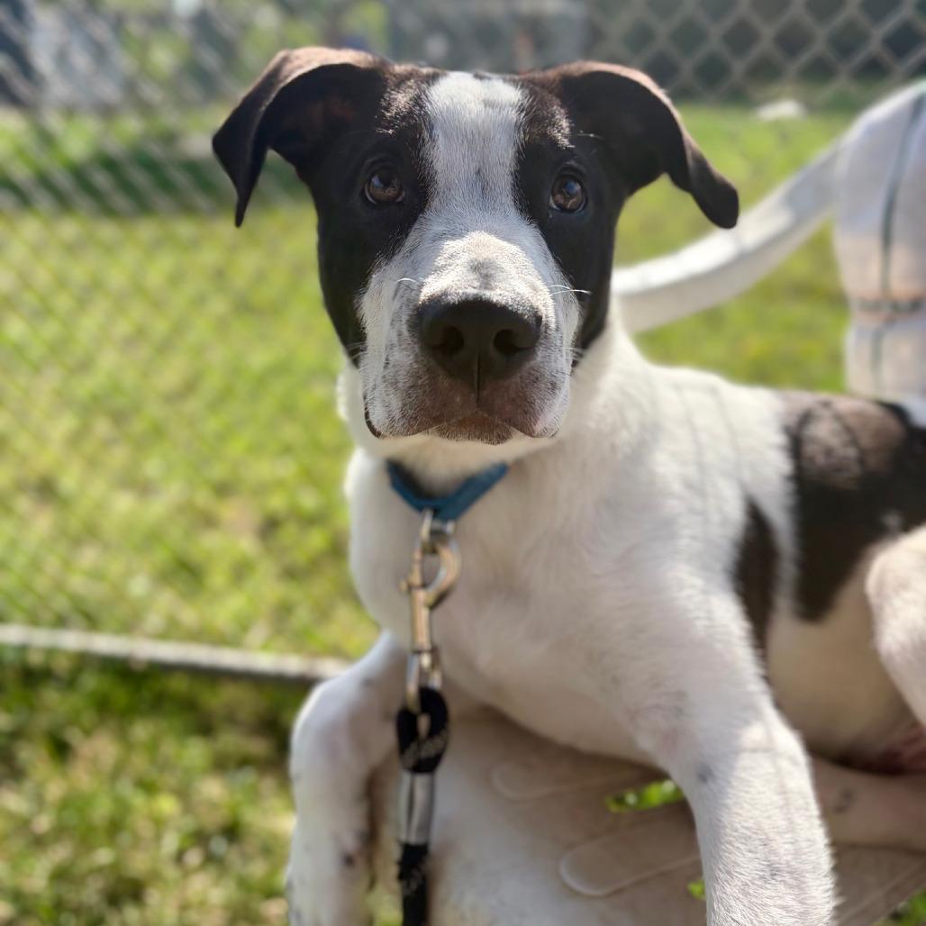 Johnny, a Adoptable Mixed Breed in Columbia Station, OH image 1/6