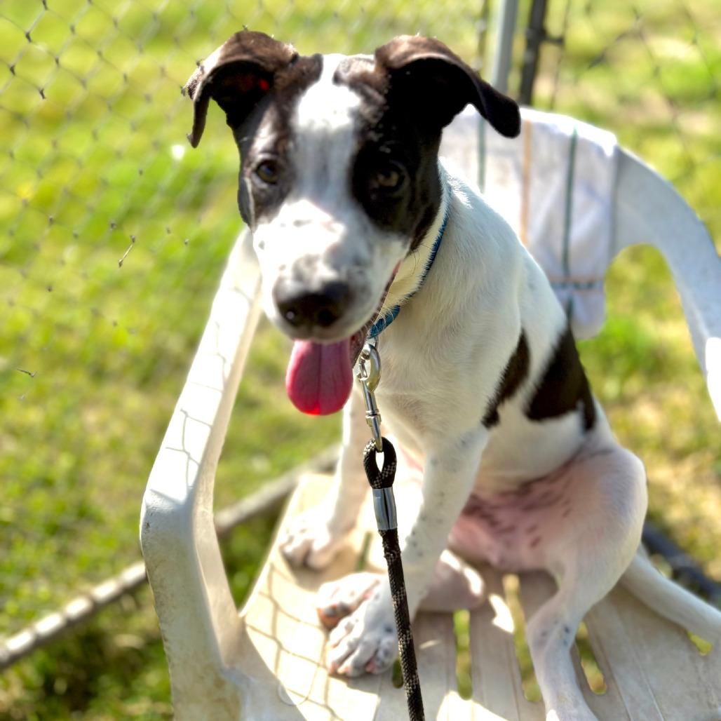 Johnny, a Adoptable Mixed Breed in Columbia Station, OH image 2/6