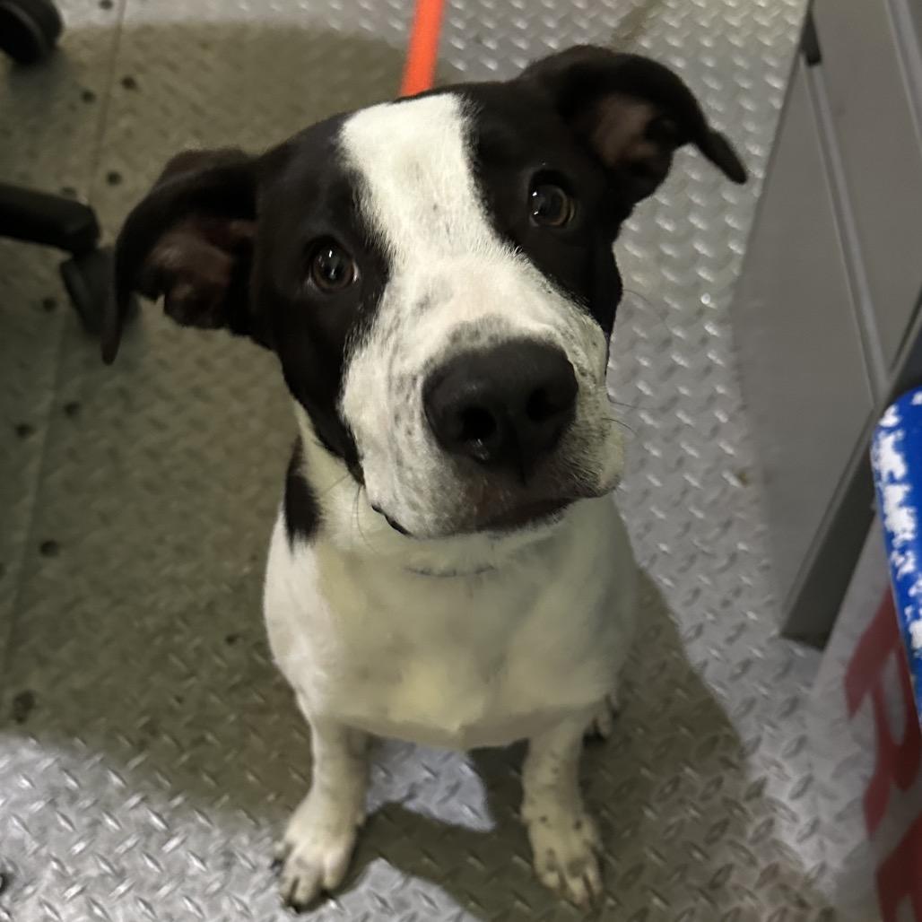 Johnny, a Adoptable Mixed Breed in Columbia Station, OH image 3/6