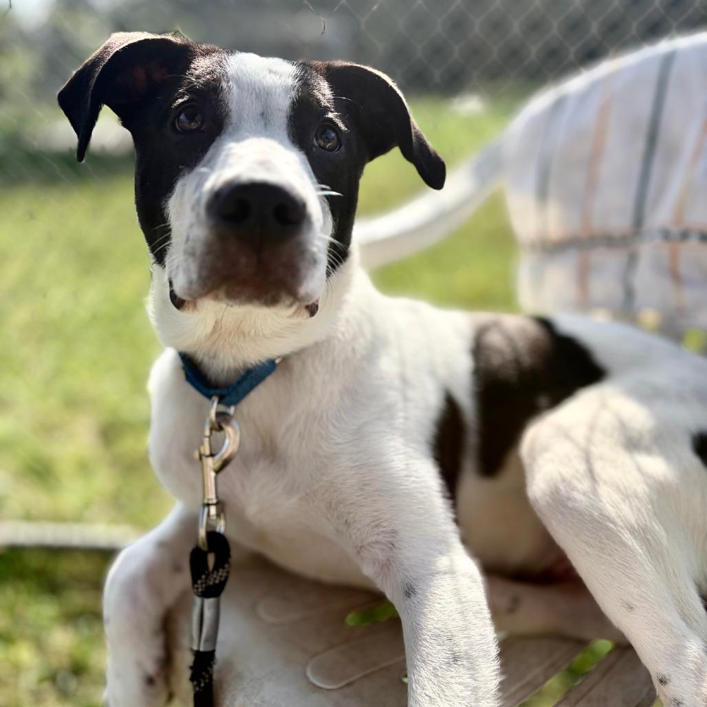 Johnny, a Adoptable Mixed Breed in Columbia Station, OH image 4/6