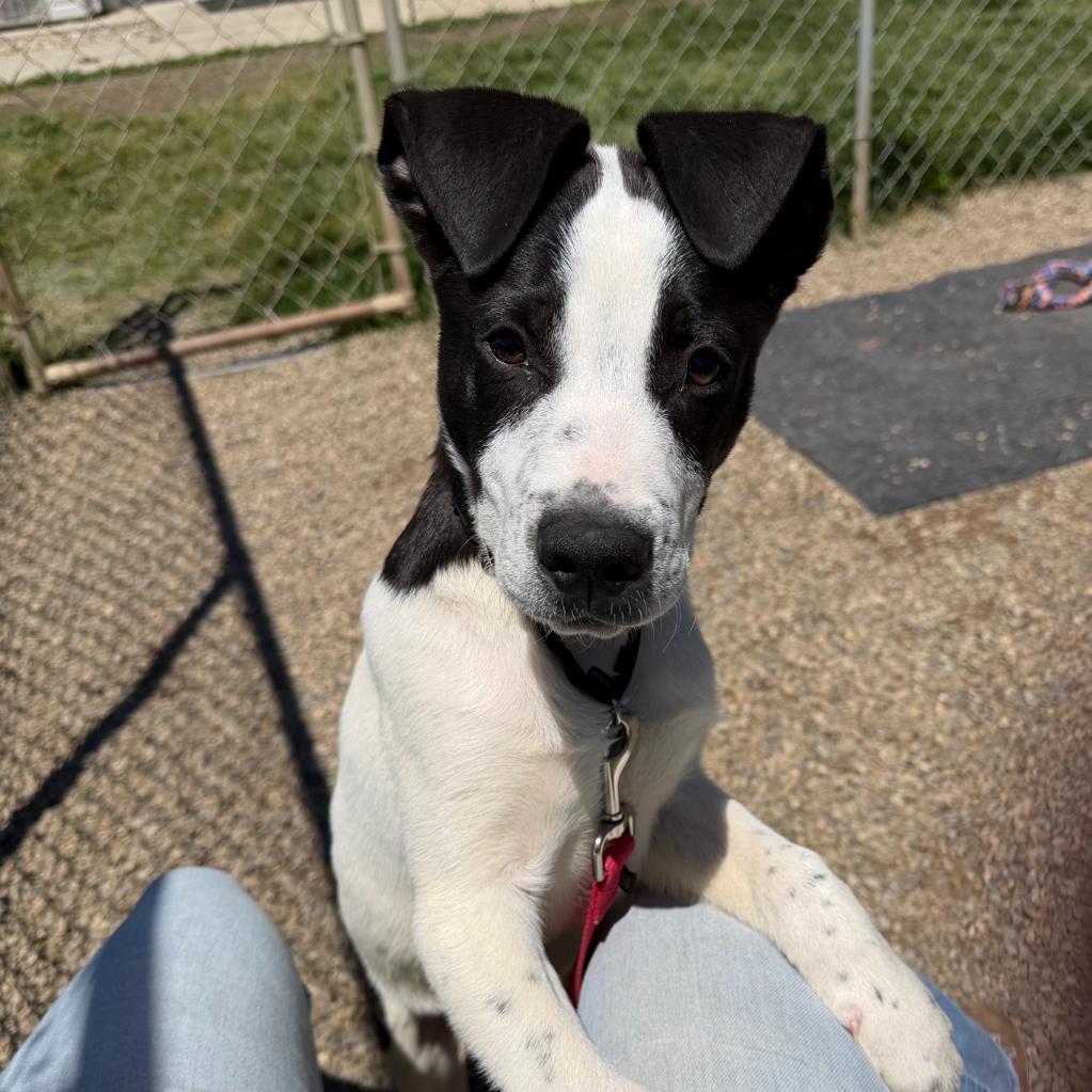 Johnny, a Adoptable Mixed Breed in Columbia Station, OH image 5/6