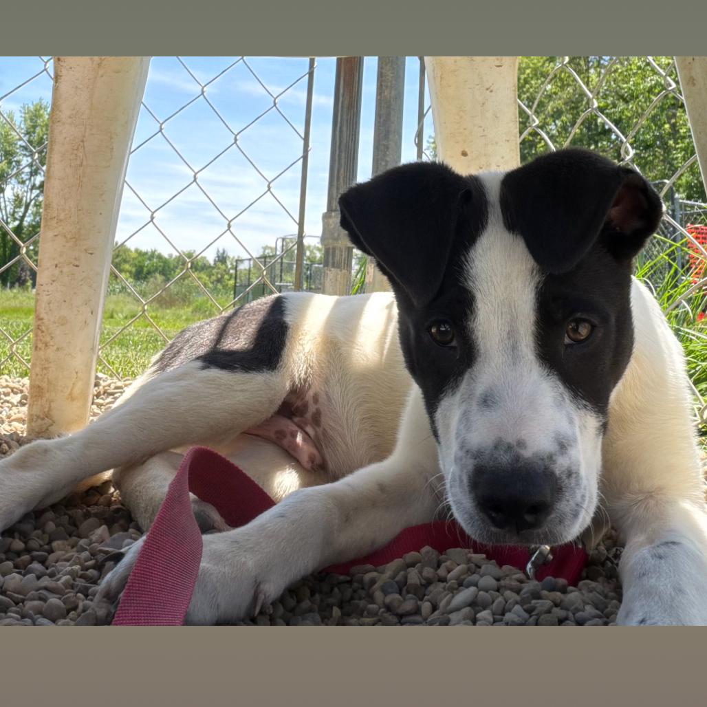 Johnny, a Adoptable Mixed Breed in Columbia Station, OH image 6/6