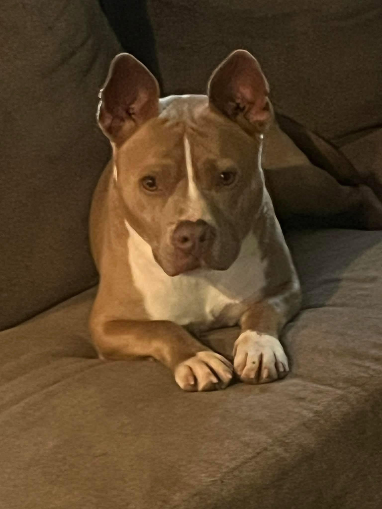 Enlarge Austin, a ADOPTABLE Mixed Breed in Highland, NY image 2/5