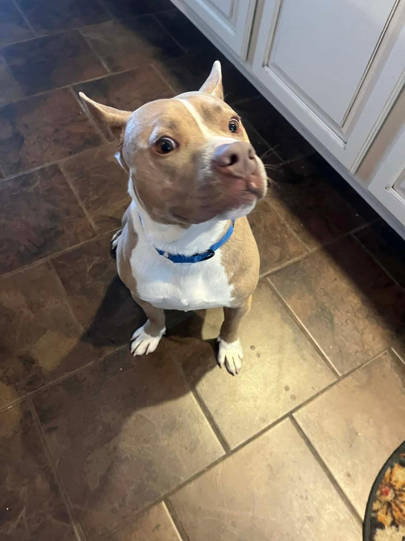 Enlarge Austin, a ADOPTABLE Mixed Breed in Highland, NY image 5/5